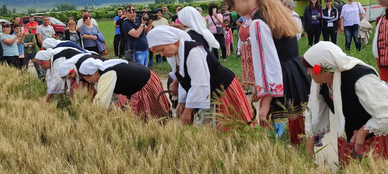 Кандидати за народни представители от ГЕРБ присъстваха на автентичния ритуал „Жътва” в село Тополчане