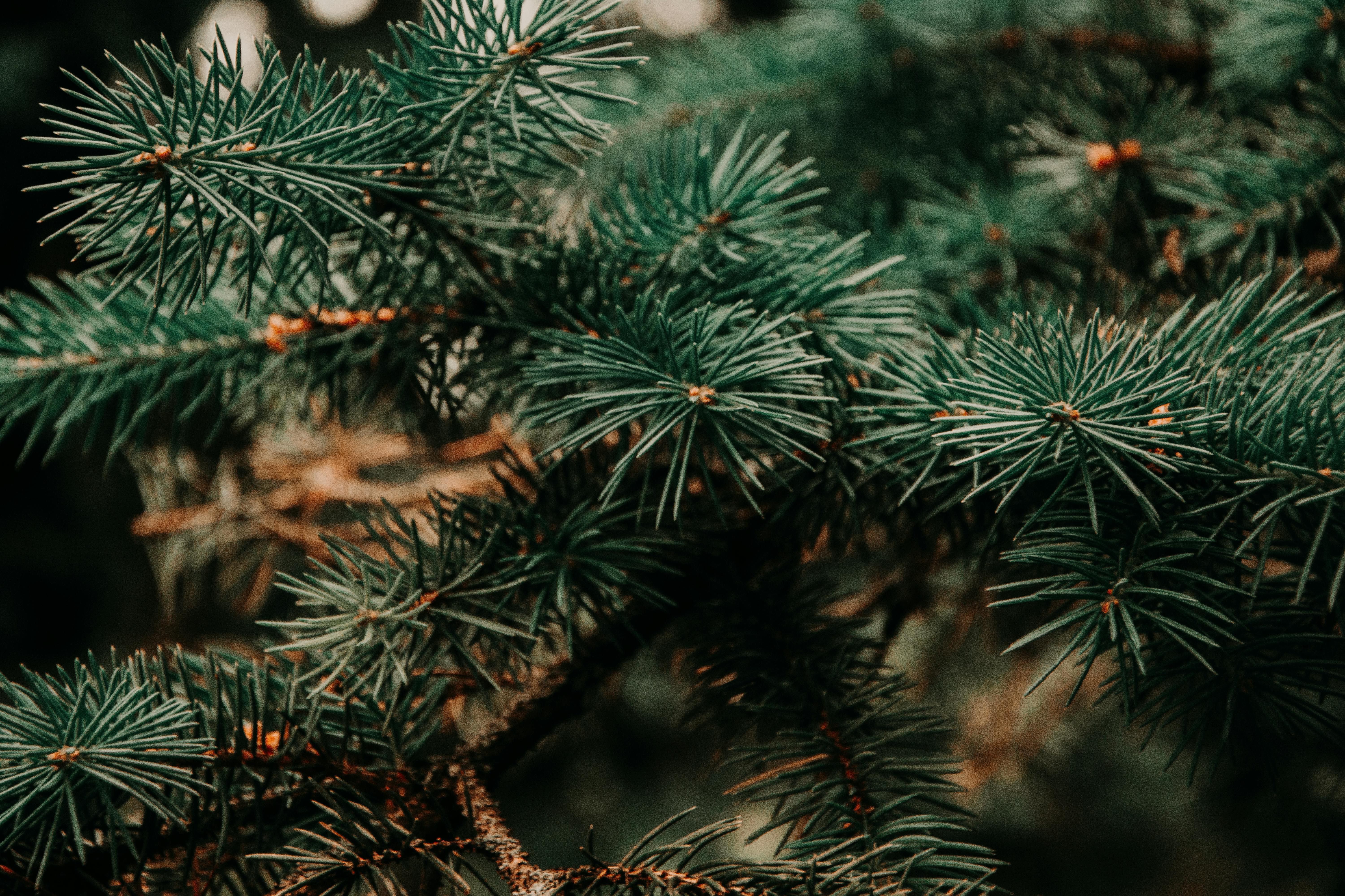 gall692e9335c60dc_pexels-iriser-943900.jpg