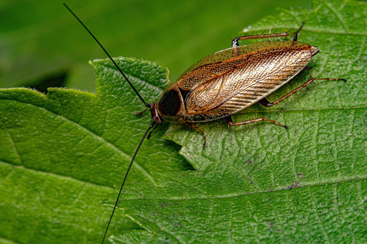 cockroach-8309126_1280.jpg