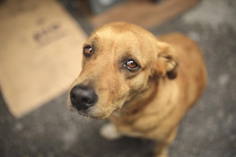 991-ratio-kuche.jpg