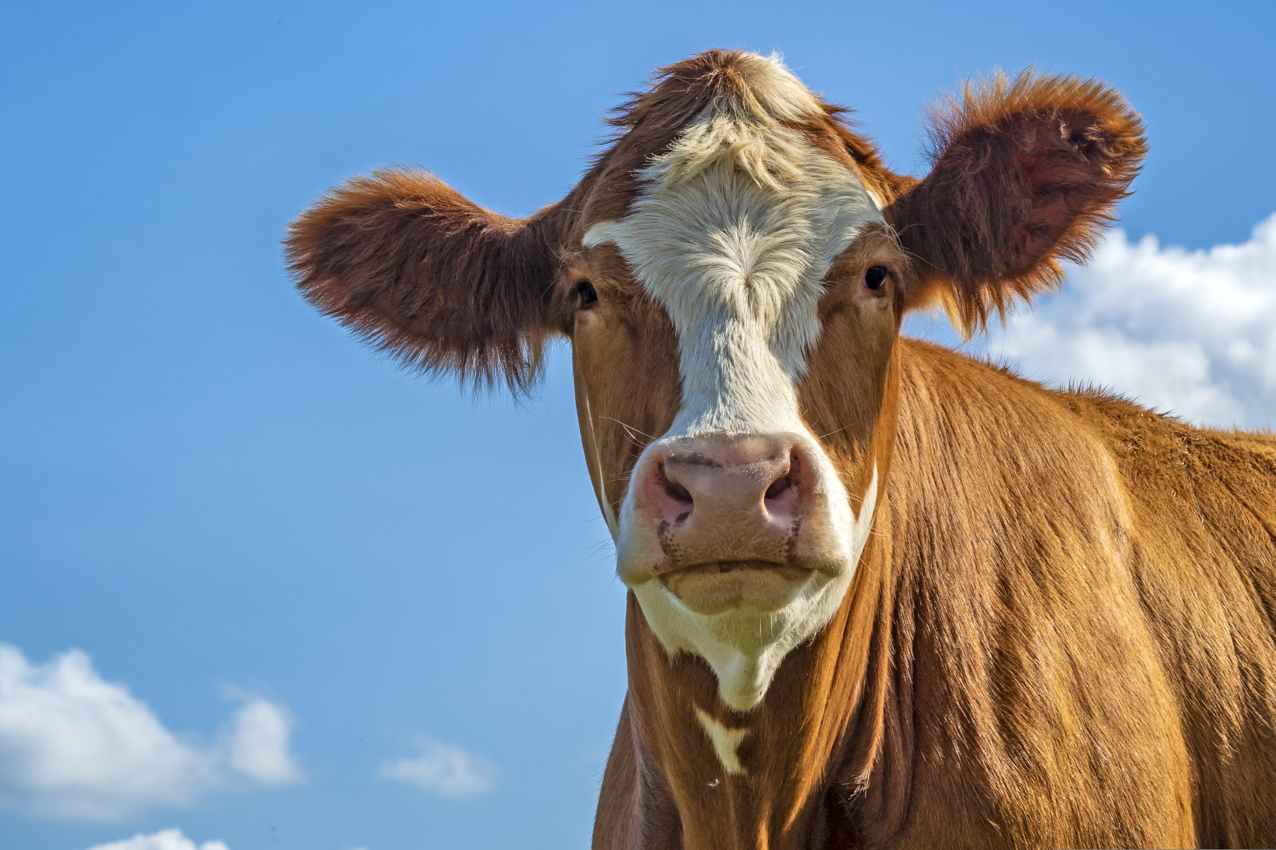 wolfblur-cow-3647415.jpg