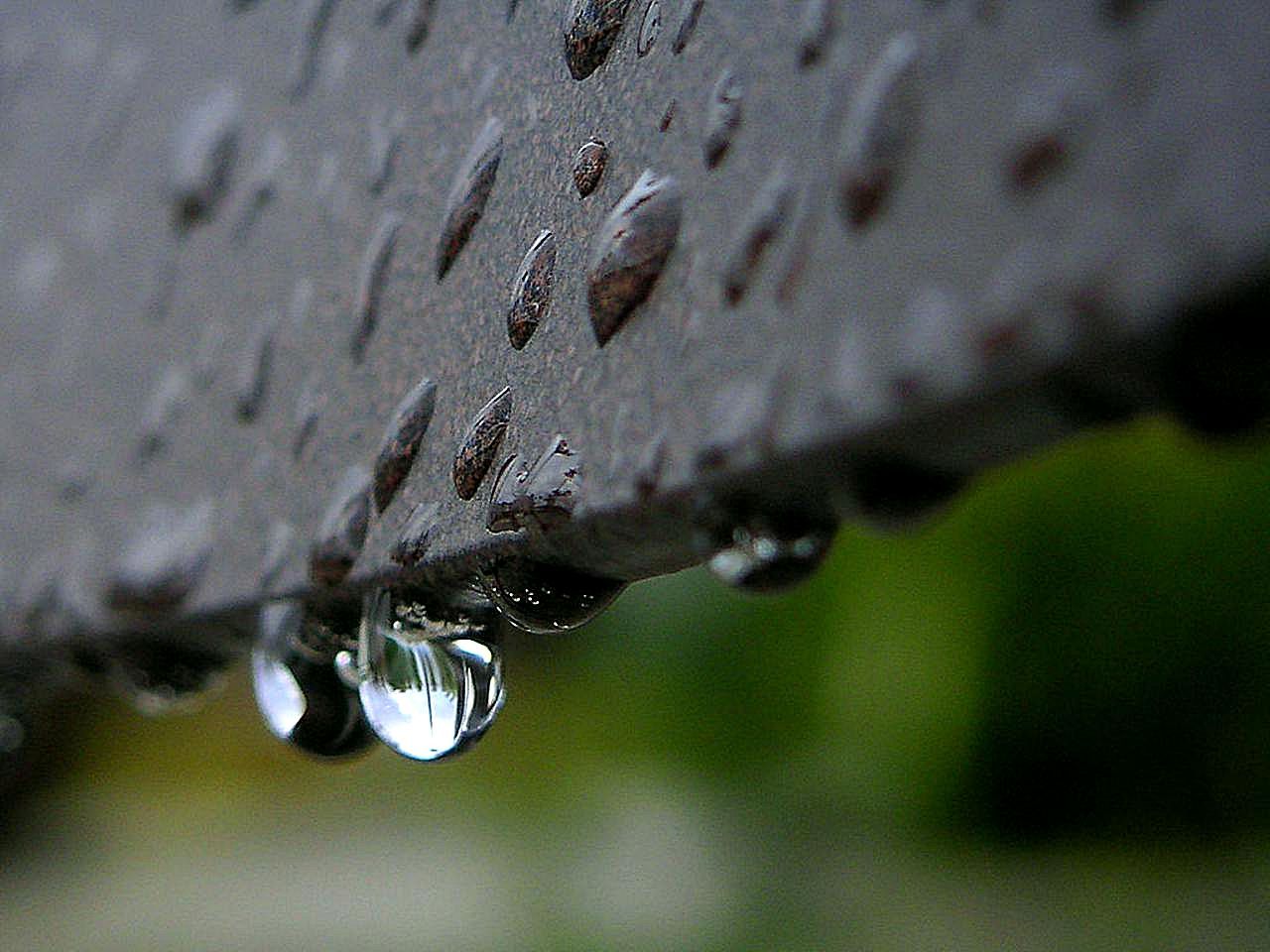rain-or-dew-drops.jpg