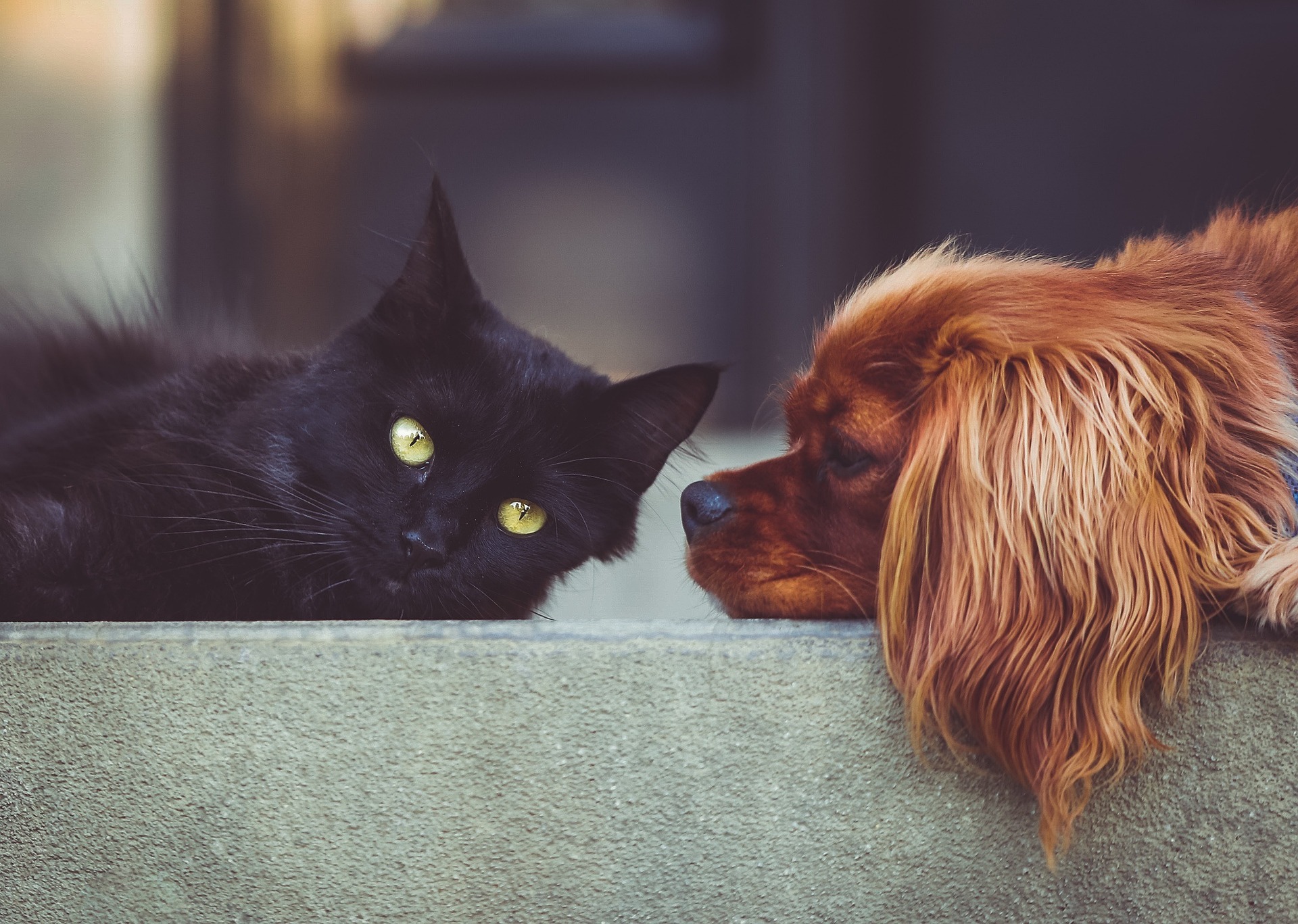 stocksnap-dog-2606759_1920.jpg