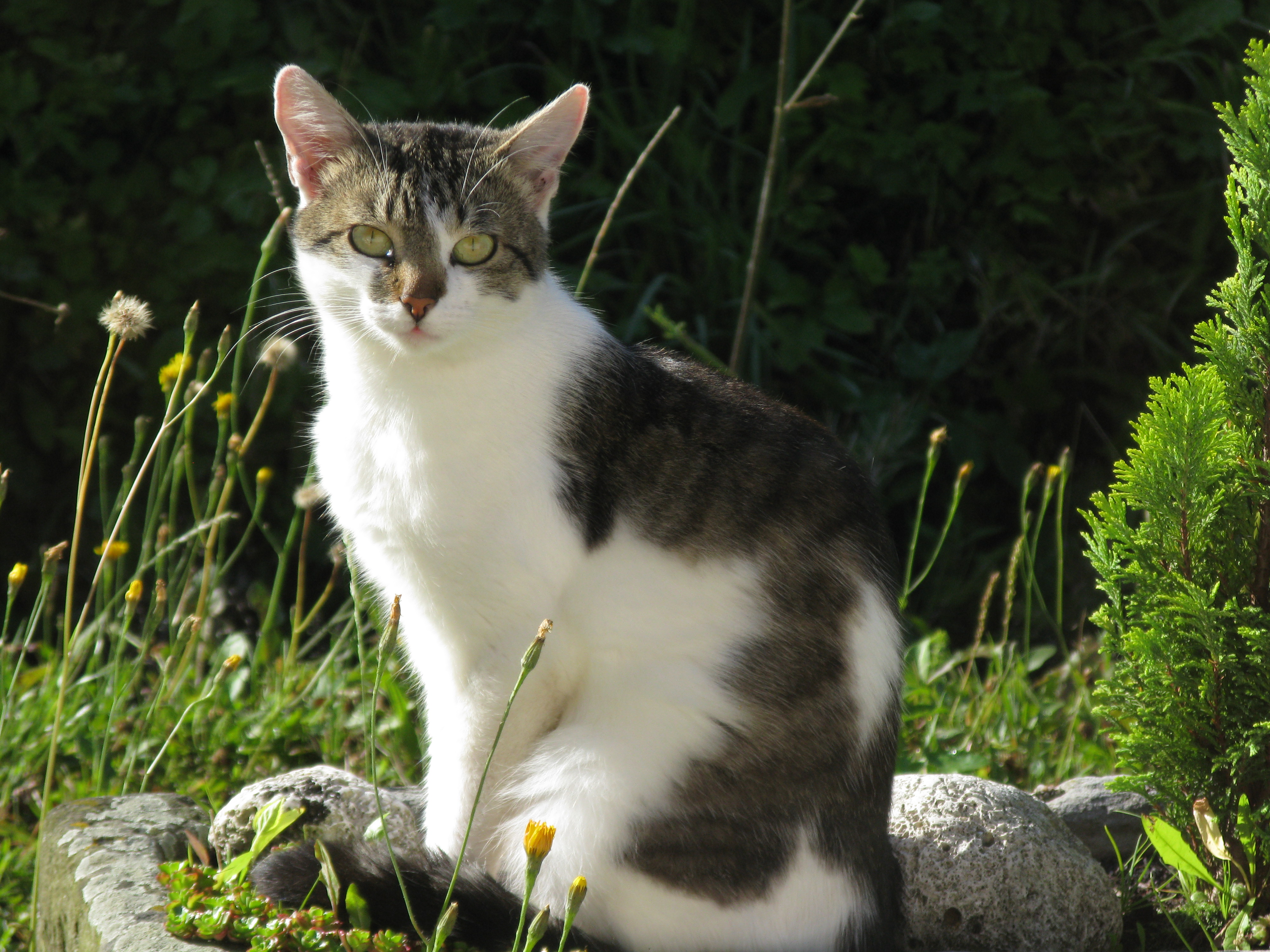 Felis_silvestris.jpg