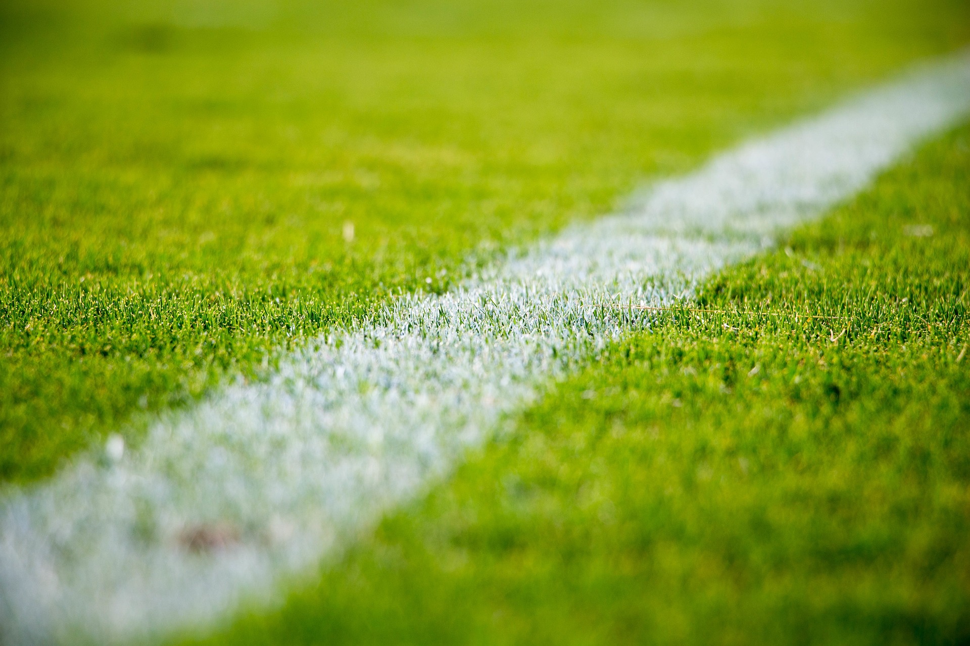 grass-g9229ddf45_1920.jpg