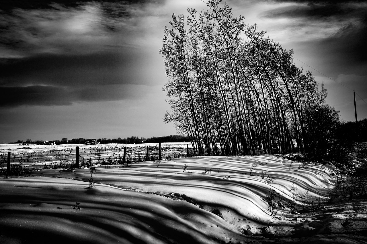 trees-1156812_1280.jpg