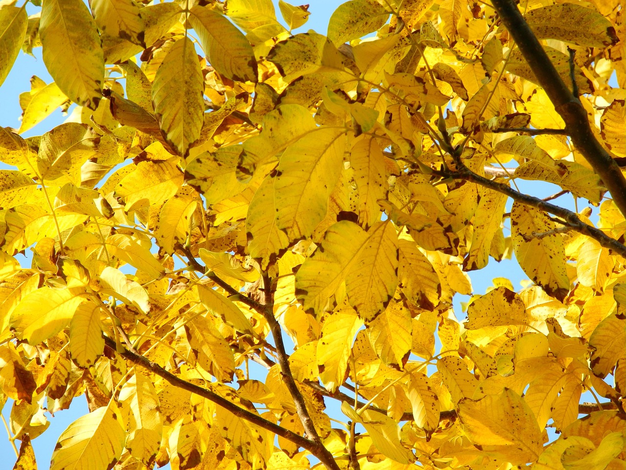 tree-1034455_1280.jpg
