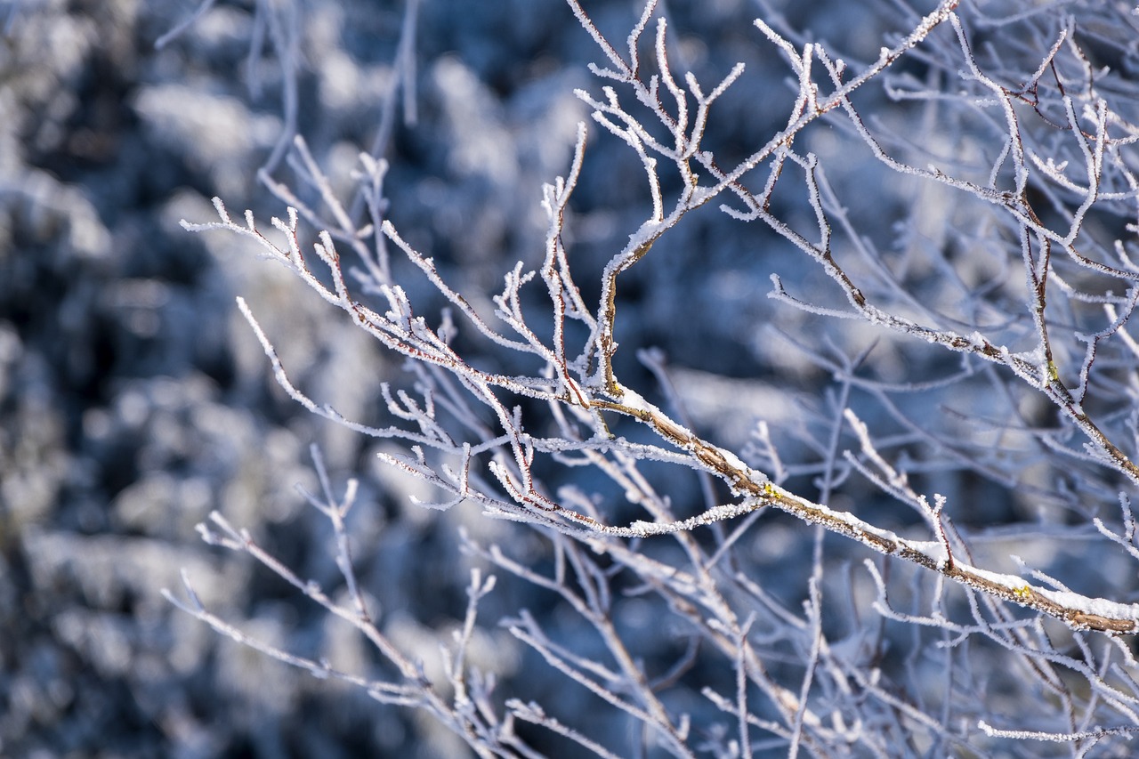 branches-6868761_1280.jpg