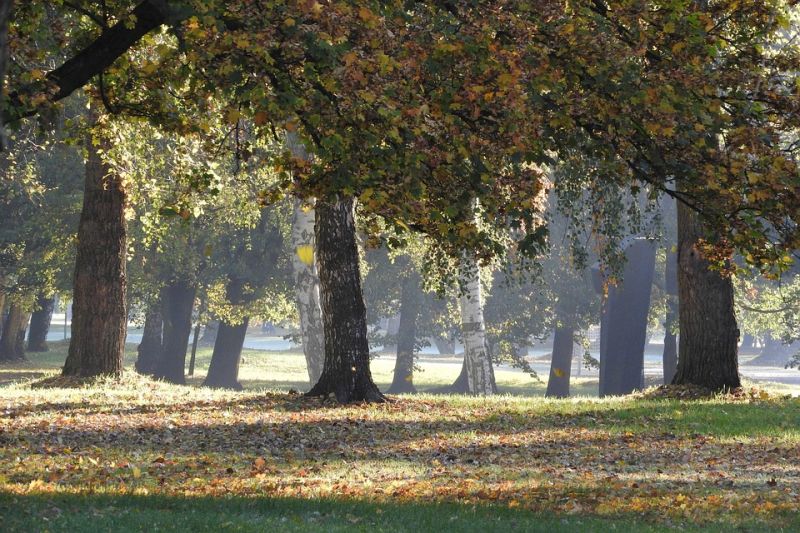 the-trees-in-the-fall-2052253_960_720.jpg