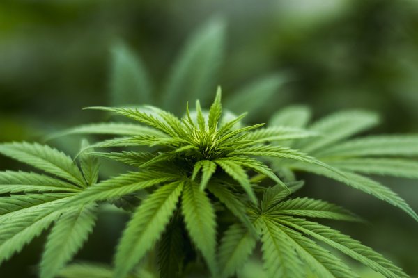 herb-hemp-plant-cab-cannabinoid-2915337.jpg