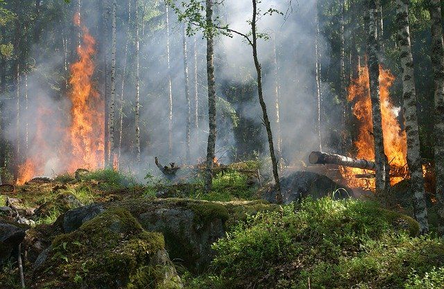 Два екипа на районна служба ПБЗН в Сливен са спасили 200 декара иглолистна гора при пожар 